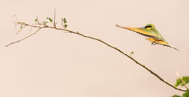 Bee-eater 1.jpg