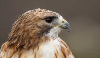 Buzzard 1.jpg