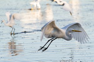 Eco_Pond_Everglades_Great_Egret-1.jpg