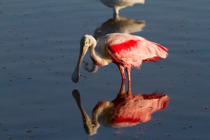Eco_Pond_Everglades_Roseate_Spoonbill-7.jpg