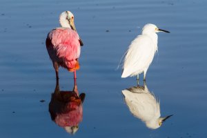 Eco_Pond_Everglades_Snowy_Egret_&_Roseate_Spoonbill-1.jpg