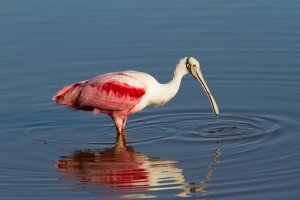 Eco_Pond_Everglades_Roseate_Spoonbill-18.jpg