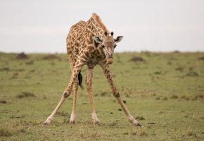 Giraffe 11.jpg