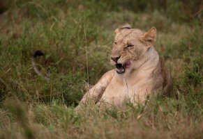Lion licking lips.jpg