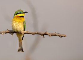 beeeater.jpg