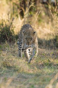 Leopard34.jpg