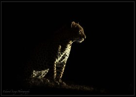 In the Dark.jpg