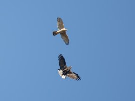 Sparrowhawk1455_crop.jpg