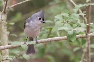 CR_WS_Birds (1 of 5).jpg