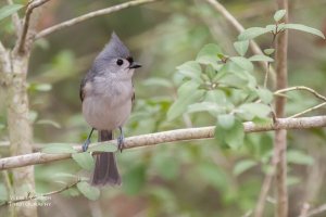 CR_WS_Birds (2 of 5).jpg