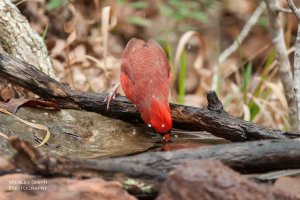 CR_WS_Birds (3 of 5).jpg