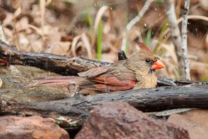 CR_WS_Birds (4 of 5).jpg
