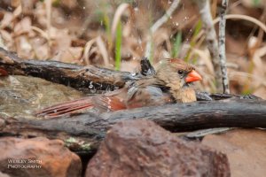 CR_WS_Birds (5 of 5).jpg