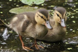 Darling Ducklings.jpg