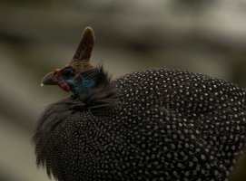 sf zoo bird 1_.jpg