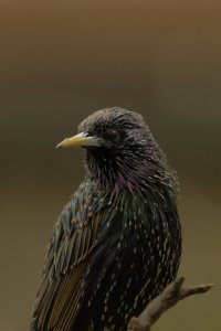 sf zoo bird 2.jpg