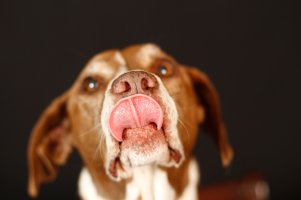 dog_jorgeortizphotographydotcom.jpg