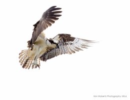 Ready for Touchdown (1 of 1).jpg