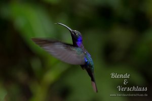 2014-01-25 Costa Rica - 0175.jpg