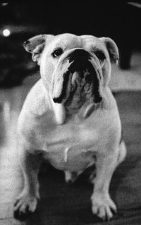 bulldog.jpg