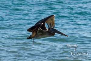 2014-01-26 Costa Rica - 0417.jpg