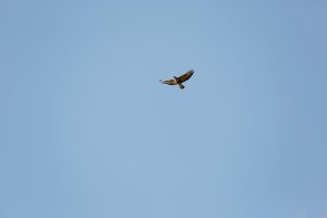 Sparrowhawk1488_2400x1600.jpg