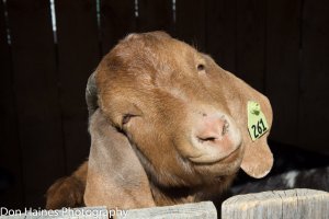 IMG_3947.jpg