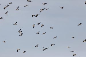 Lapwings8956_DxONew2400x1600.jpg