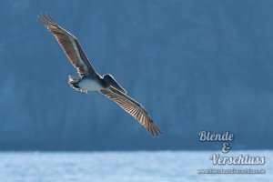 2014-01-27 Costa Rica - 0231.jpg