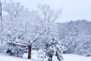 oak looking sw, web size-3235.JPG