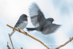 Dark Eyed Junco.jpg