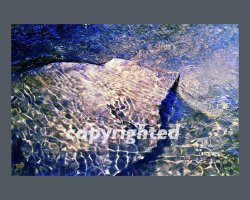 The Ripples of Spring Again, medium, c.jpg