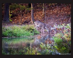 Deer Drinking at my Pond, shot w-200 f-2, 8x10, medium, c.jpg