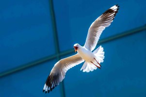 Sea Gull at Philip Island (1 of 1).jpg