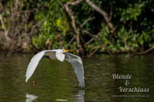 2014-01-31 Costa Rica - 0867.jpg