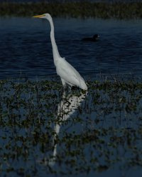 white bird march 2014.jpg