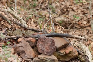 CR_WS_Birds3 (1 of 1).jpg