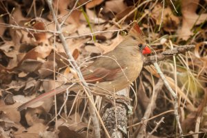 CR_WS_Birds2 (1 of 1).jpg