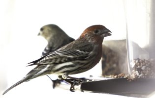 red backyard bird.jpg