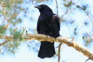 Crow_3651.JPG
