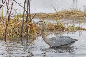 DE2C5818 1600 - Copy.jpg