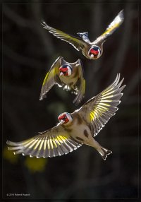 Goldfinch in flight.jpg
