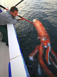 Lots of potential Deep Fried Squid Rings.png