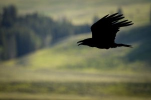 Raven in Flight1 copy.jpg