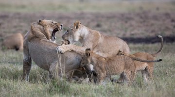 lion-teeth.jpg