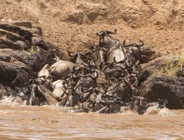 wild-crossing.jpg