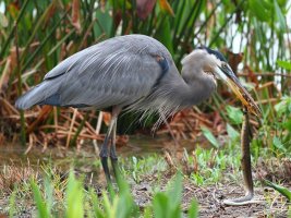 Snake Breakfast ii.jpg