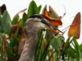 Snake Breakfast iii.jpg