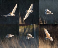 barn owl 3-1-1.jpg