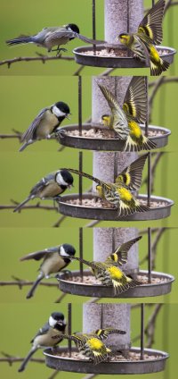siskin great tit-1-1.jpg